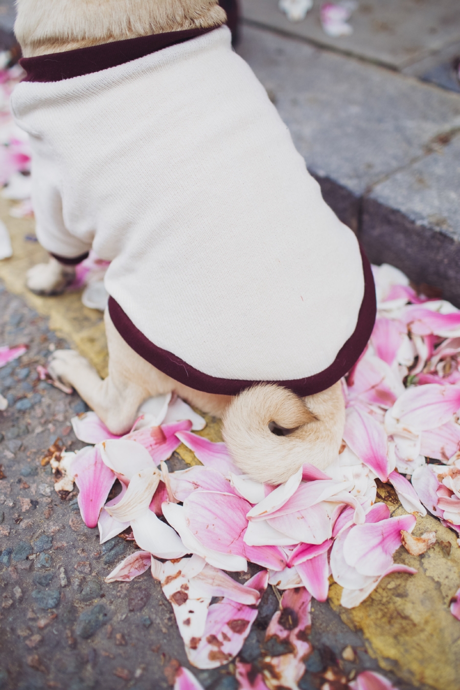 london-spring-magnolia-blossom-spring2017-springfashion-springstyle-puginclothes-bestdogblog-humanandhoundfashion-petfashionblog-dogfashionblog-humanandhoundblog-londonblogger-uk-clesea-pink-dogfriendly-dogblog-topdogblog-twinning-style-best