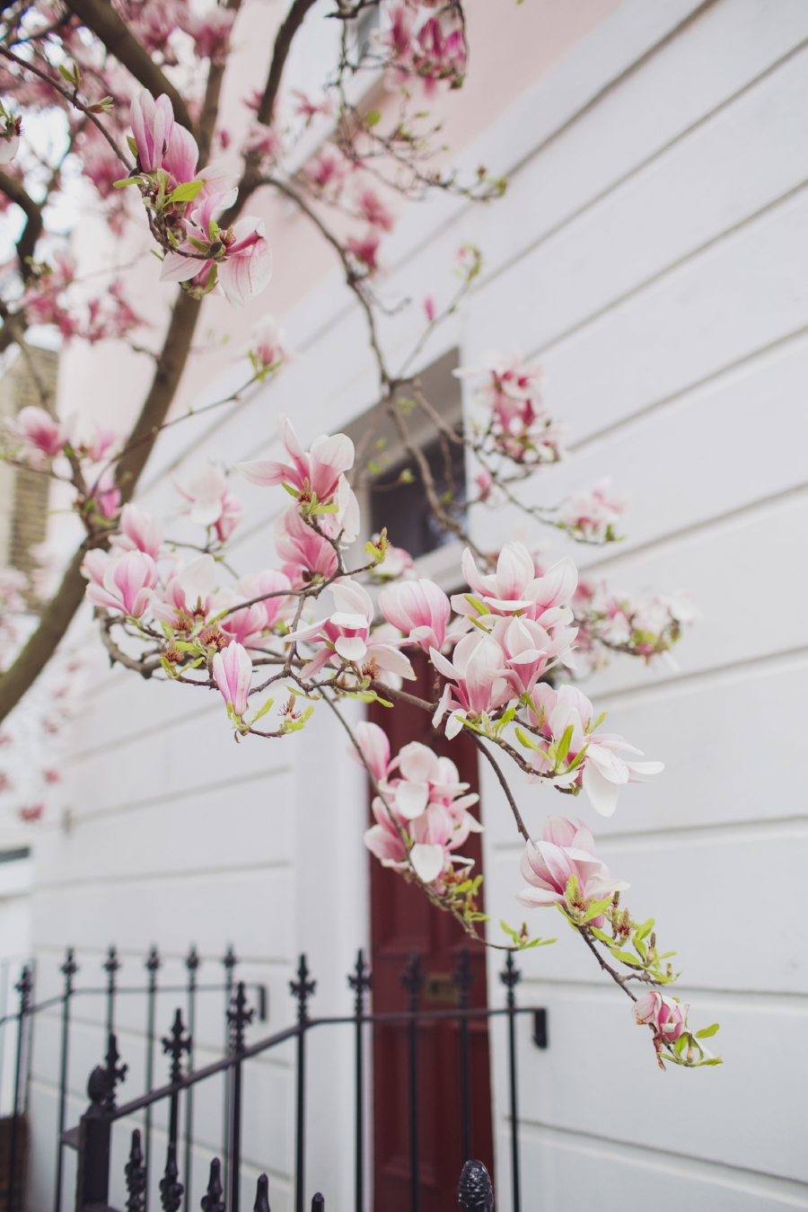 london-spring-magnolia-blossom-spring2017-springfashion-springstyle-puginclothes-bestdogblog-humanandhoundfashion-petfashionblog-dogfashionblog-humanandhoundblog-londonblogger-uk-clesea-pink-dogfriendly-dogblog-topdogblog-twinning-style-best
