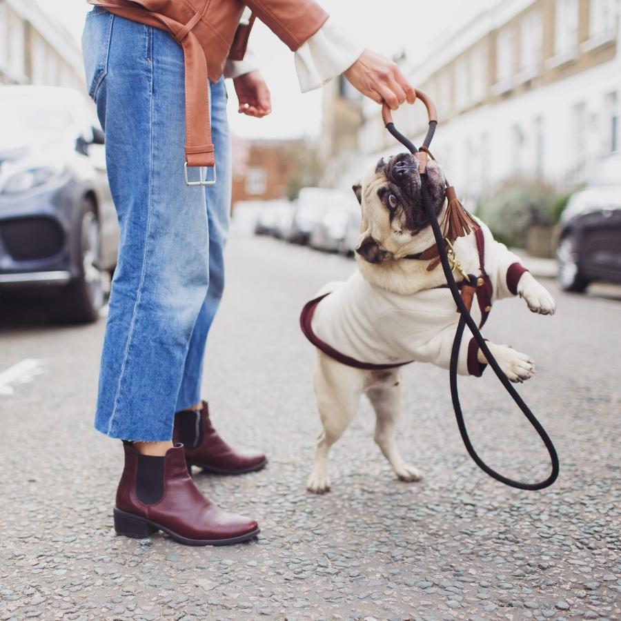 london-spring-magnolia-blossom-spring2017-springfashion-springstyle-puginclothes-bestdogblog-humanandhoundfashion-petfashionblog-dogfashionblog-humanandhoundblog-londonblogger-uk-clesea-pink-dogfriendly-dogblog-topdogblog-twinning-style-best