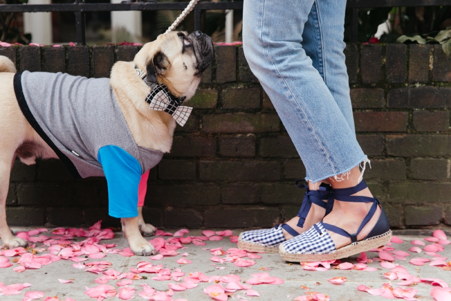 dogfashion-dogtrends-humanandhoundfashion-humanandhoundstyle-twinning-dogandhumanstyle-twinningwithyourdog-dogfashionblog-petfashionblog-bestdresseddog-bestdogblog-london-springinlondon-wisteriahysteria-springfever-pinkbikerjacket-tasselearrings-neon-wisteriaseason-purple-cooldogs-coolpooch-puppyfashion-dogsinclothes-puginclothes-cooldogblog-ootd-instagraminfluencer-petinfluencer-doginfluencer