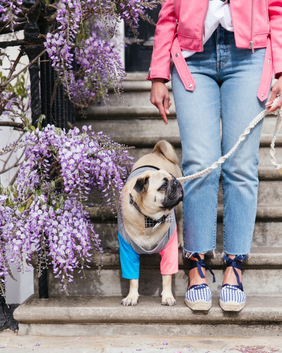 dogfashion-dogtrends-humanandhoundfashion-humanandhoundstyle-twinning-dogandhumanstyle-twinningwithyourdog-dogfashionblog-petfashionblog-bestdresseddog-bestdogblog-london-springinlondon-wisteriahysteria-springfever-pinkbikerjacket-tasselearrings-neon-wisteriaseason-purple-cooldogs-coolpooch-puppyfashion-dogsinclothes-puginclothes-cooldogblog-ootd-instagraminfluencer-petinfluencer-doginfluencer
