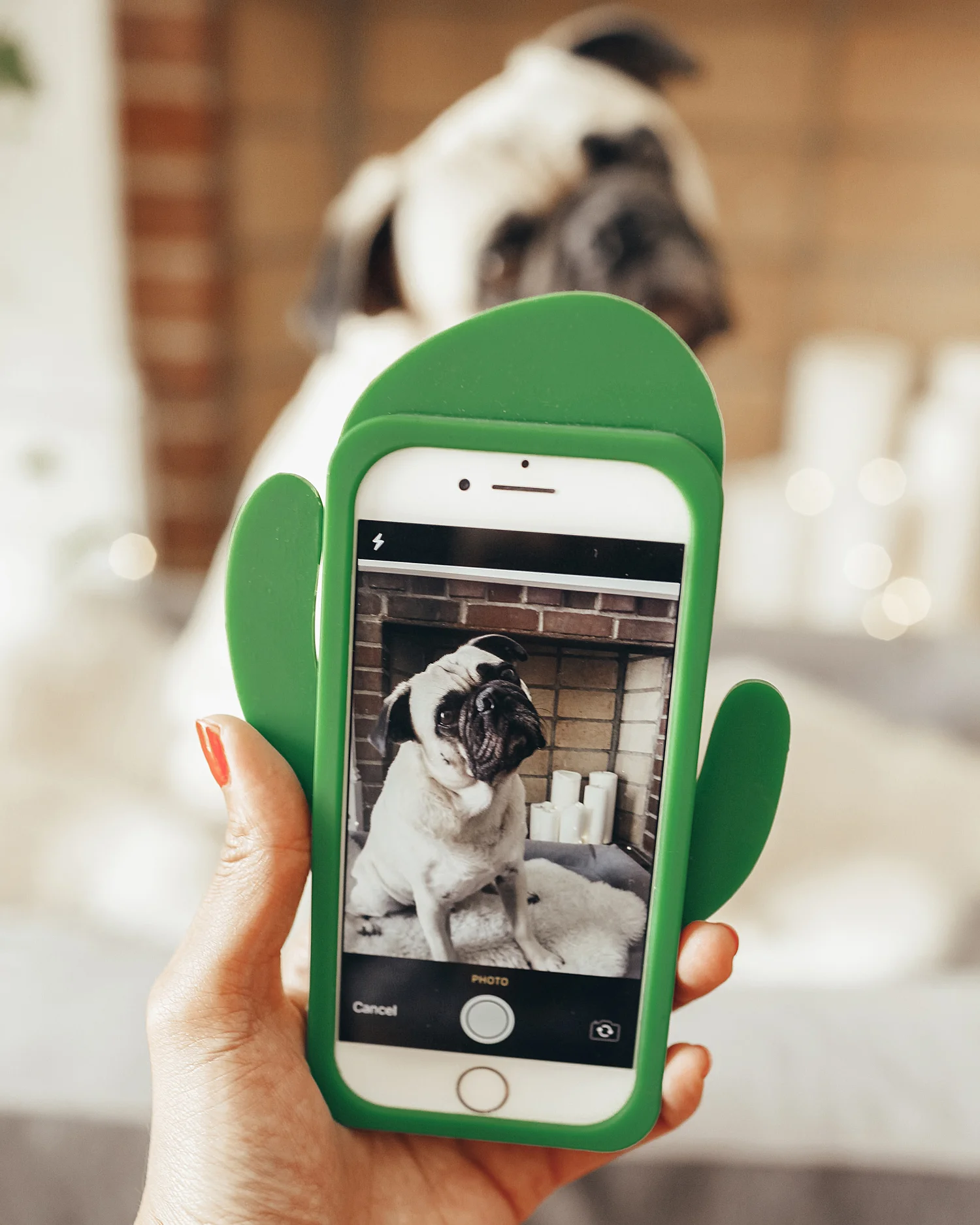 whosmymutter-dogapp-breedrecognitionapp-dogbreedfinder-honeyidressedthepug-influencer-collab-doginfluencer-paidcollab-puglige-dogblog-dogmomblog-dogmom 5.jpg