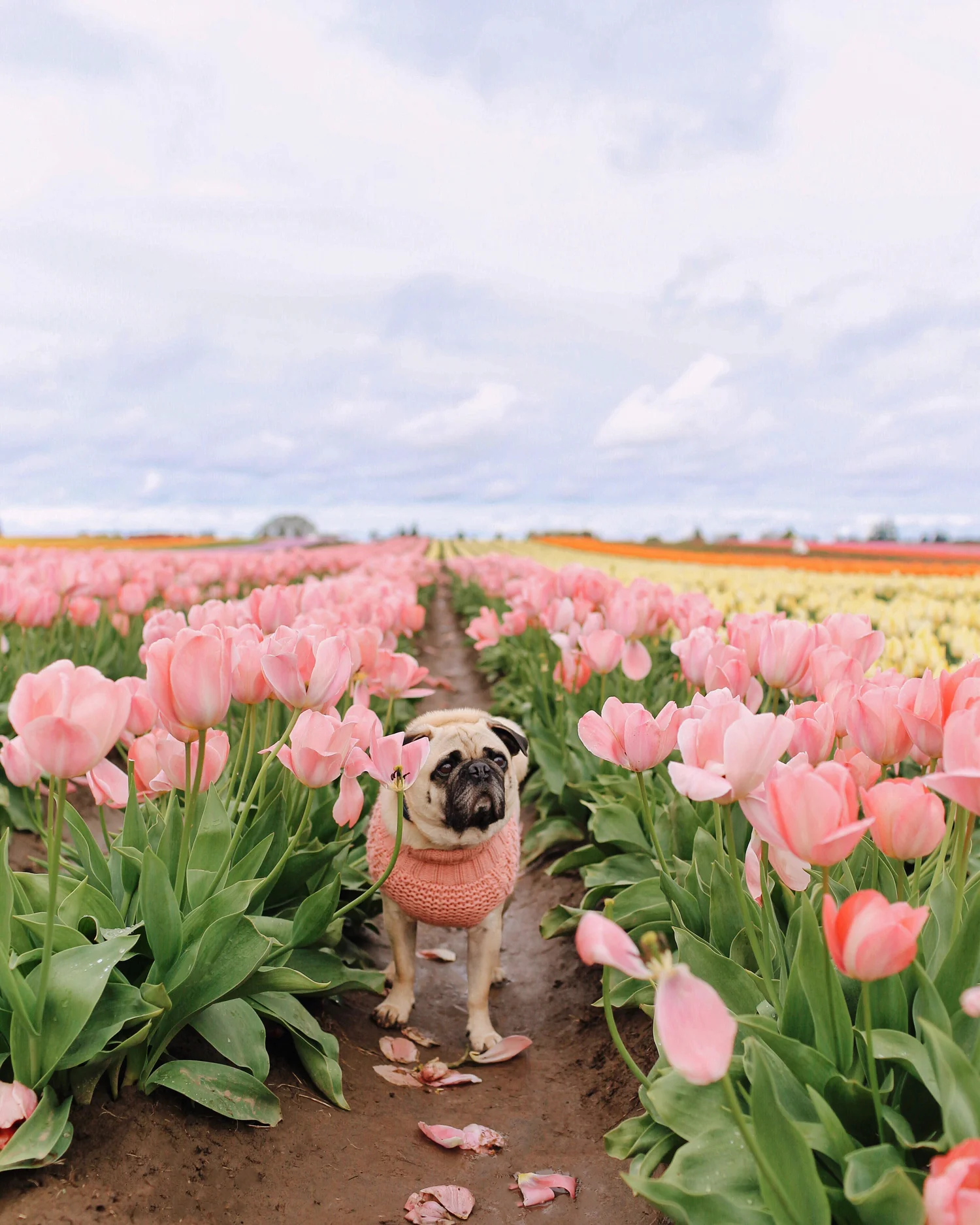 Are Dogs Allowed At The Tulip Festival