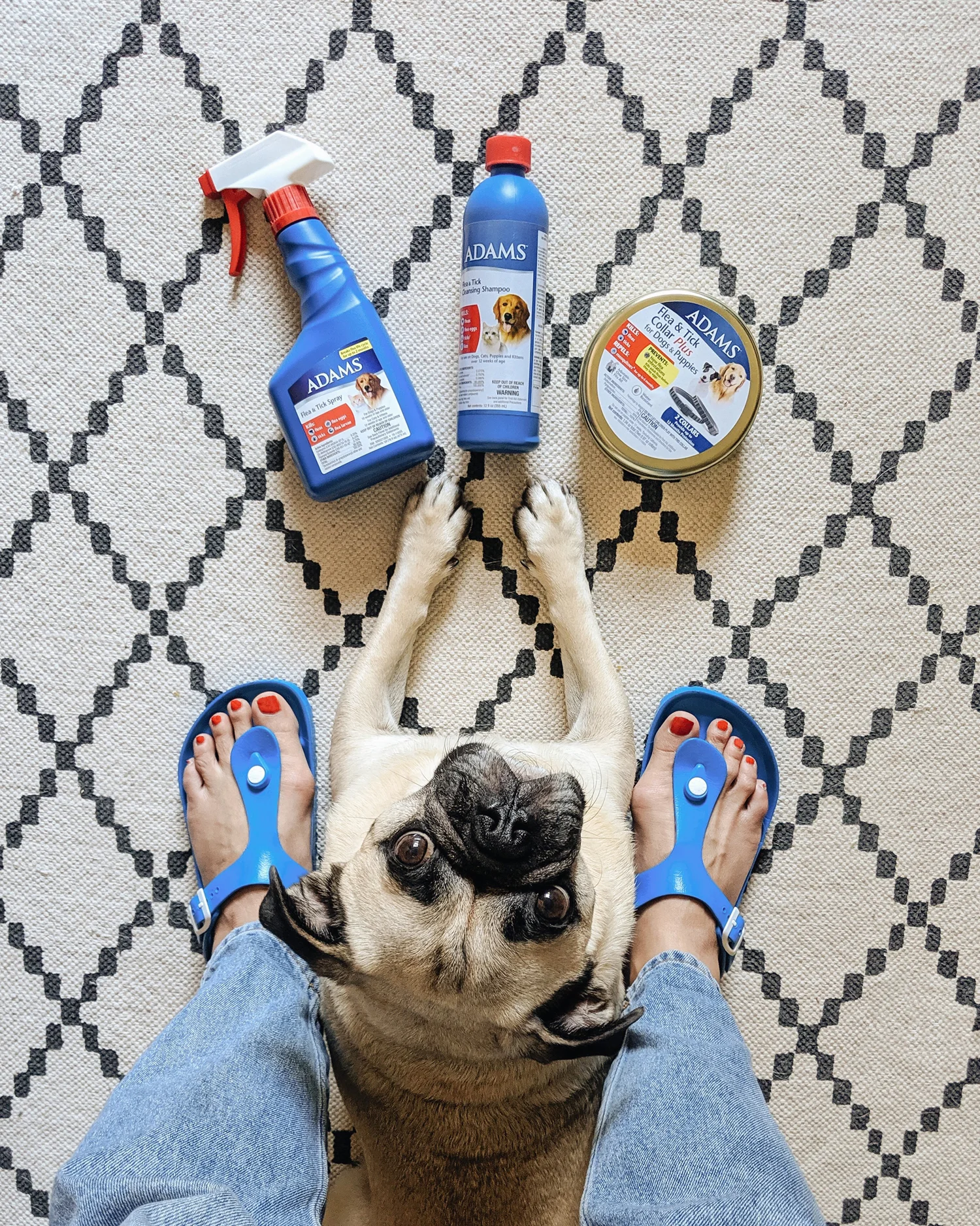 Walmart-fleandtick-dog-grooming-regimen-spring-doghealth-pug-adams-flea-and-tick2.jpg