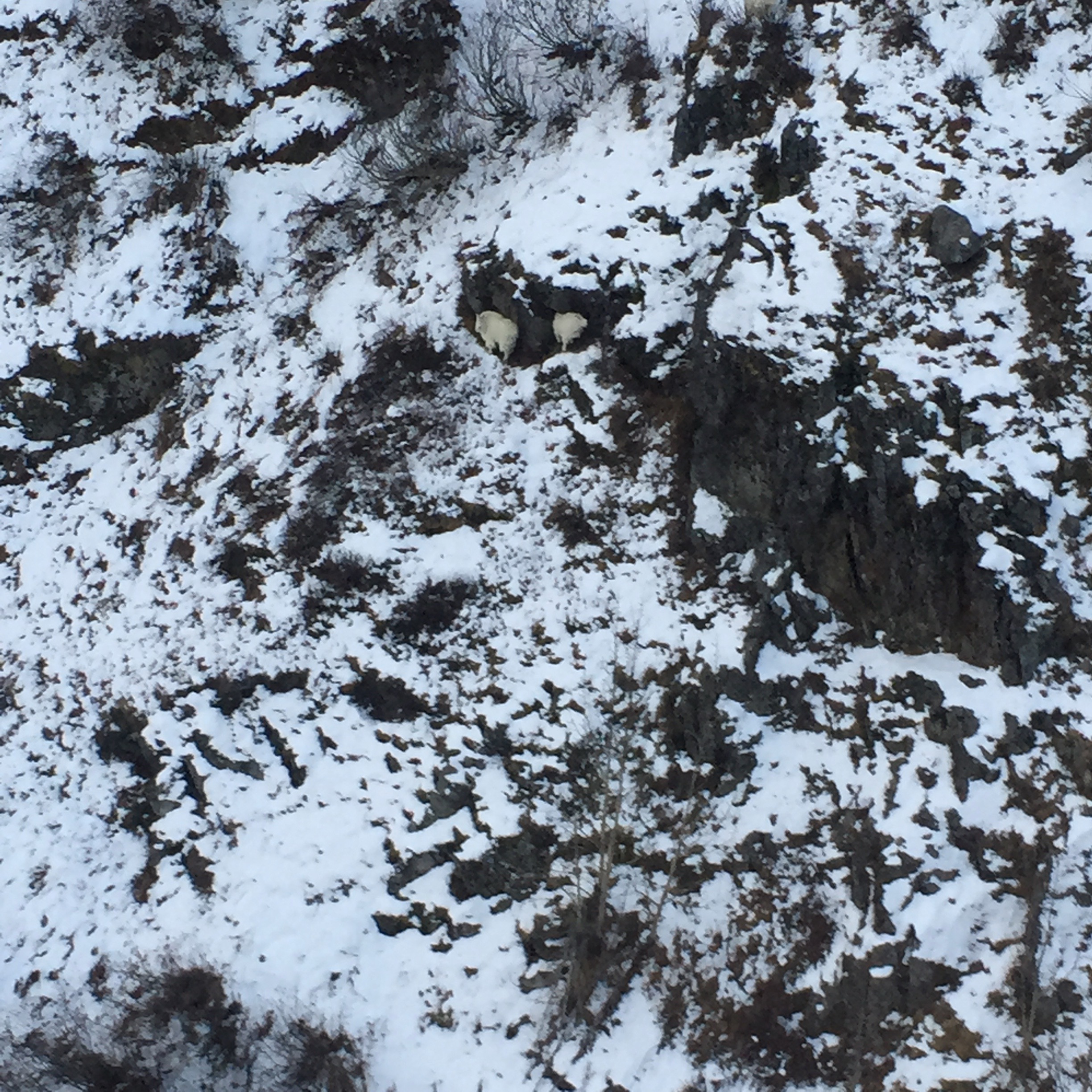 Mountain Goat sighting from above
