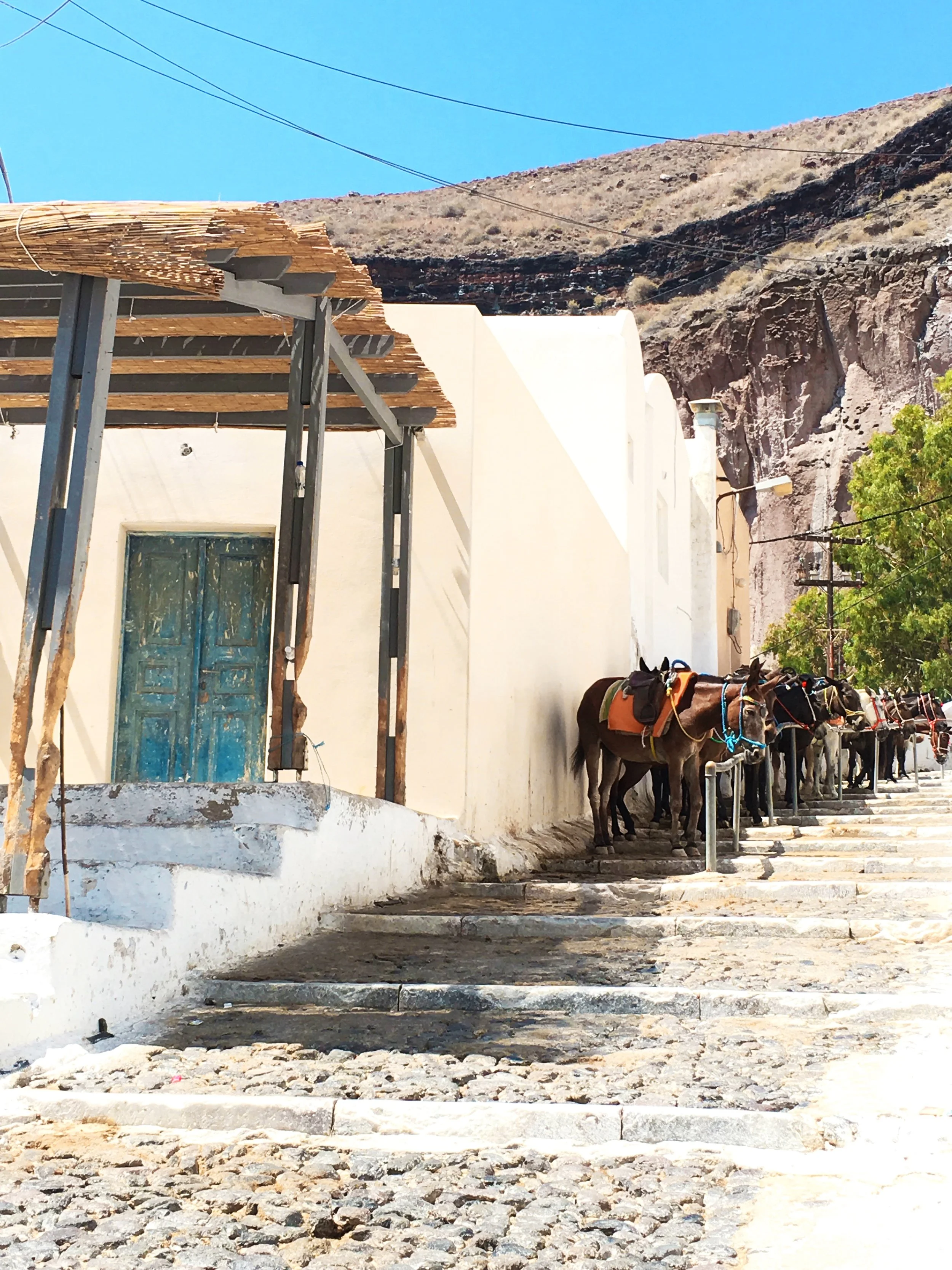 The donkeys waiting to take you up in Thira