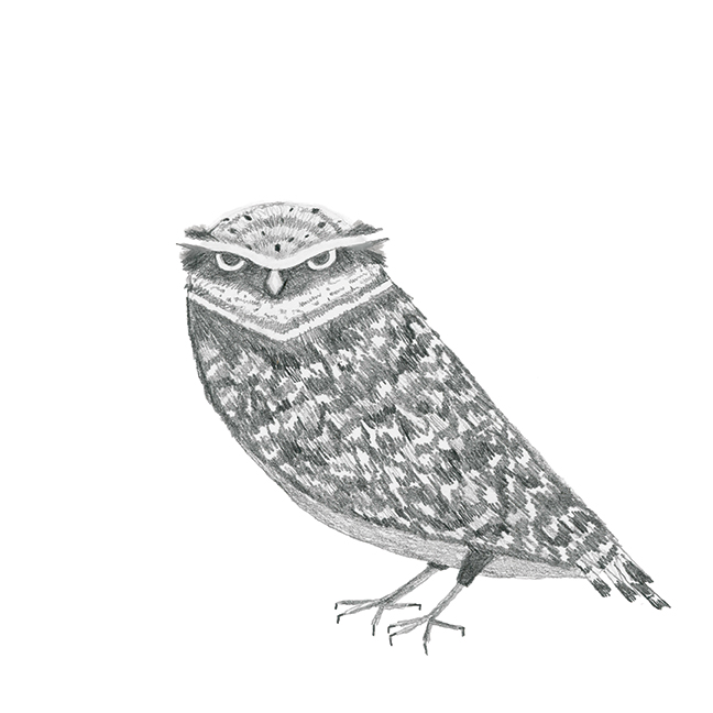 graphite_owl.jpg