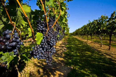 HCVGrapes.jpg