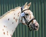 Asti Headshot.jpg