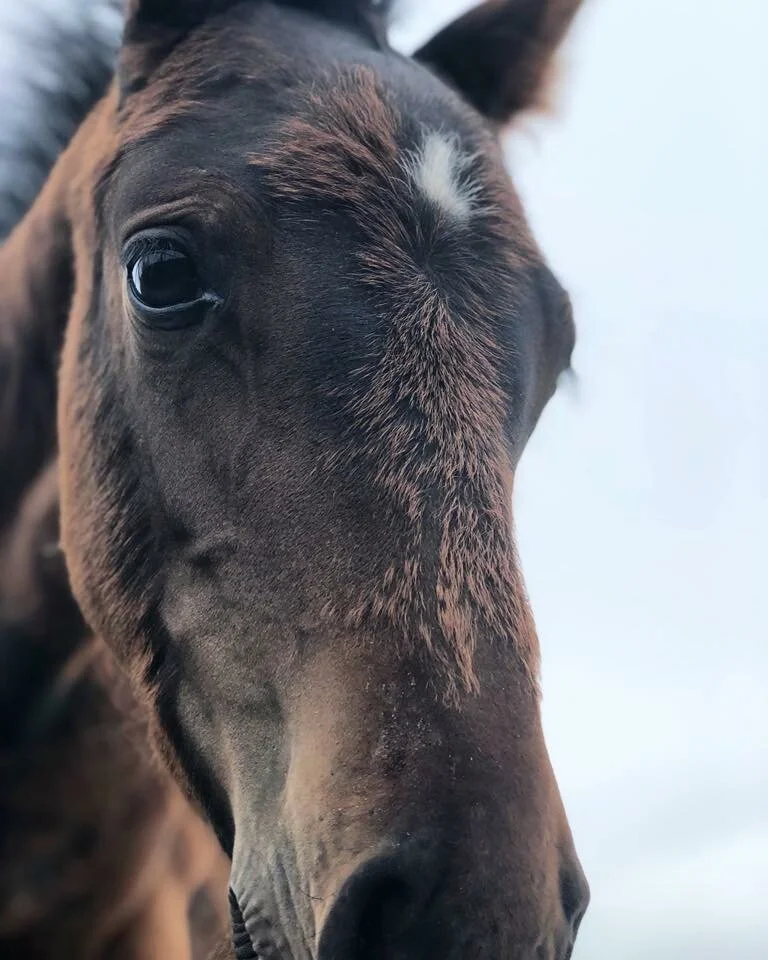 Photo 16-01-2019, 18 53 37.jpg