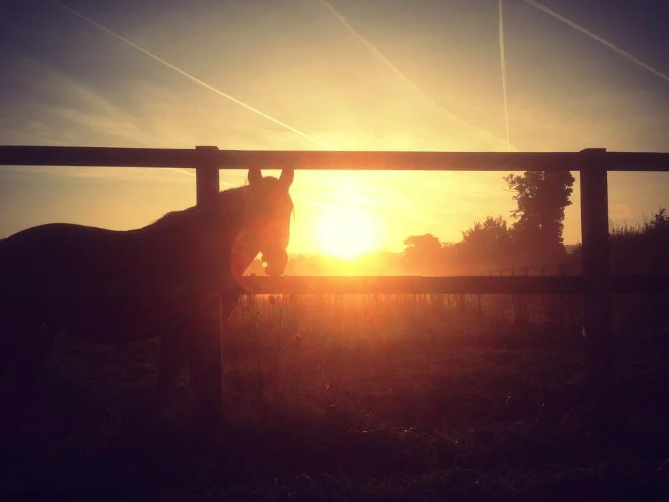 HORSE SUN.jpg
