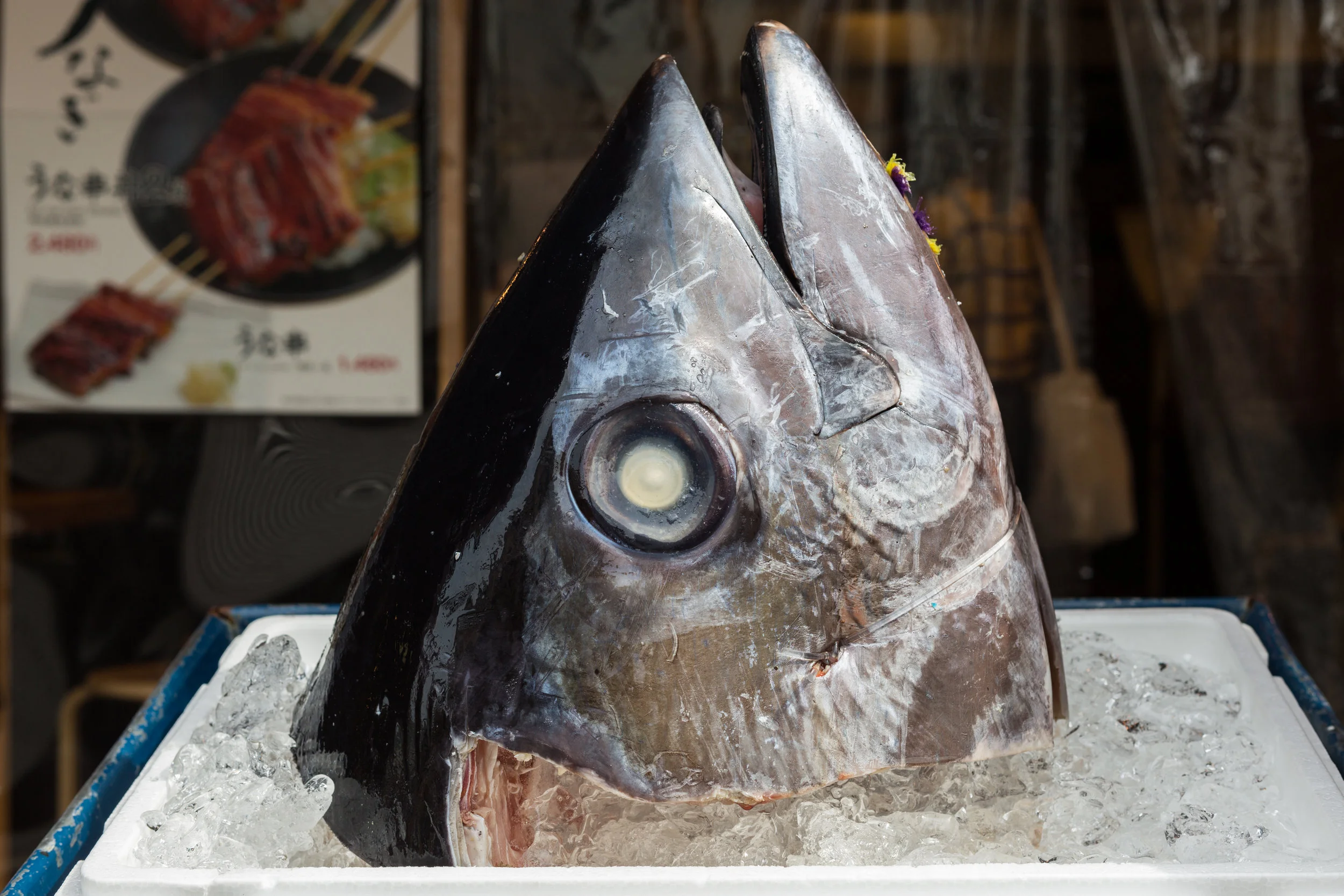 5_A_TokyoFish.jpg