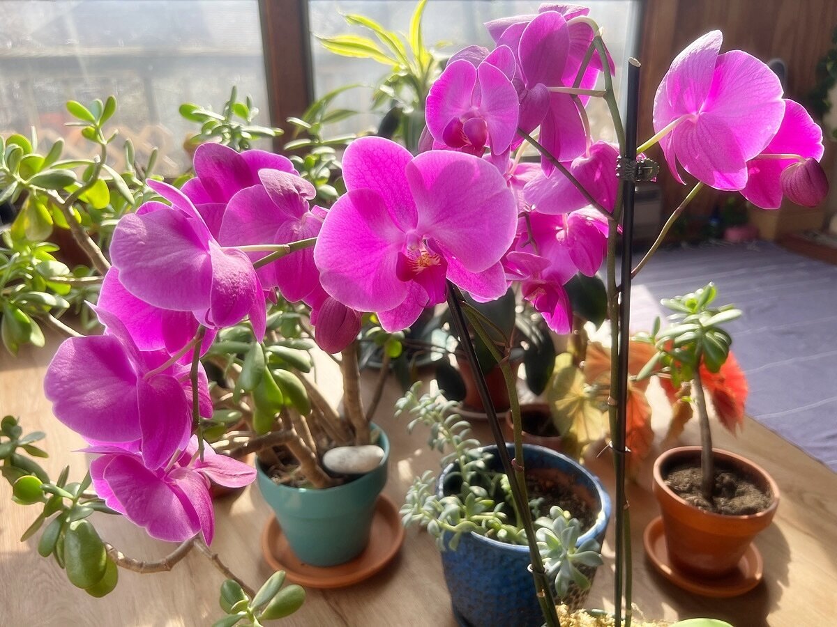 Fun fact: I affectionately call beloved houseplants &ldquo;my babies.&rdquo; 💕 And I&rsquo;m absolutely loving this moth orchid, aka Phalaenopsis, in full bloom! This stunner is gratefully bringing such infectiously uplifting and radiant vibes to my