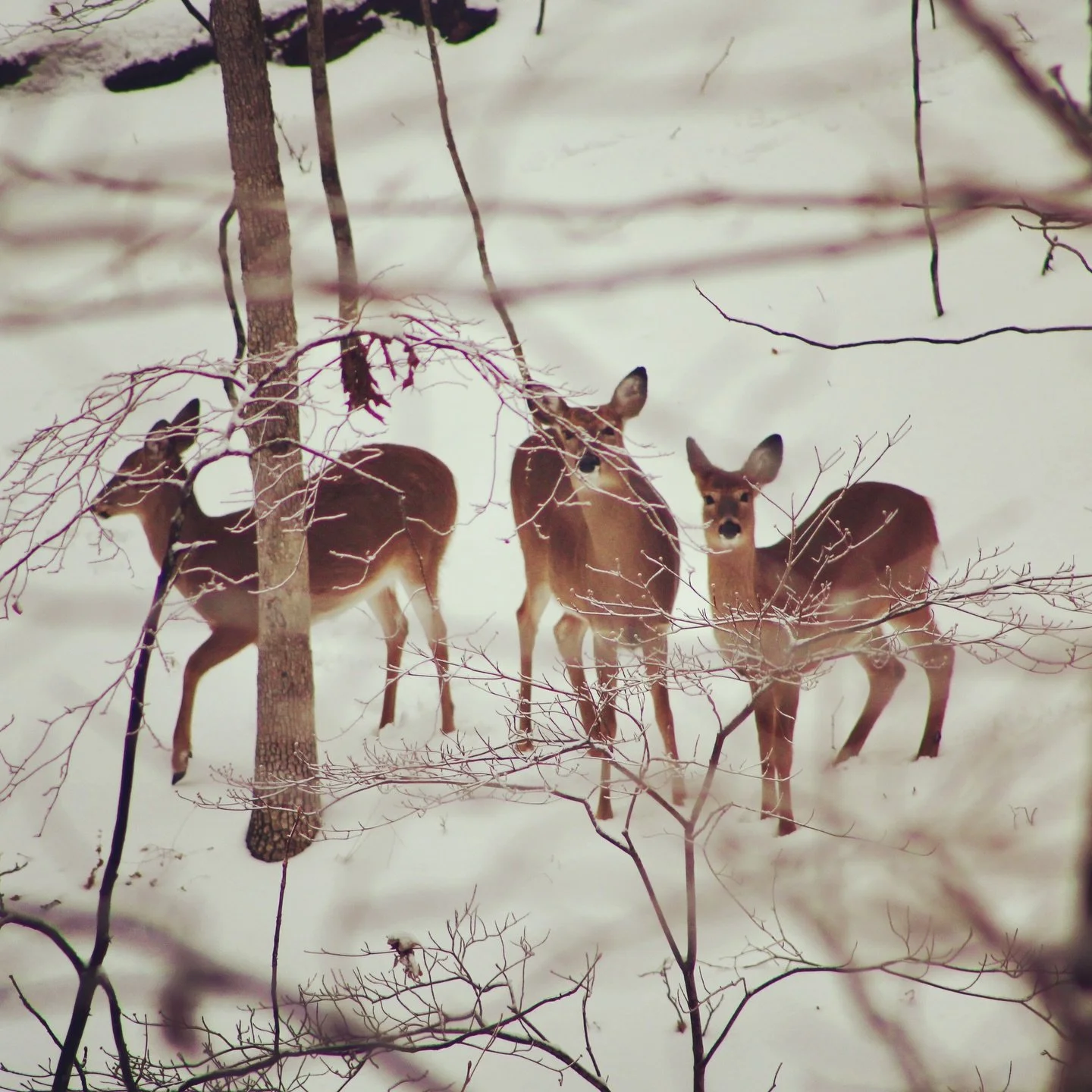 Warmest wishes for a happy winter season and holidays, everyone! 

✨❄️🌲✨🌲❄️✨

#HappyHolidays #WinterSolstice #Peace