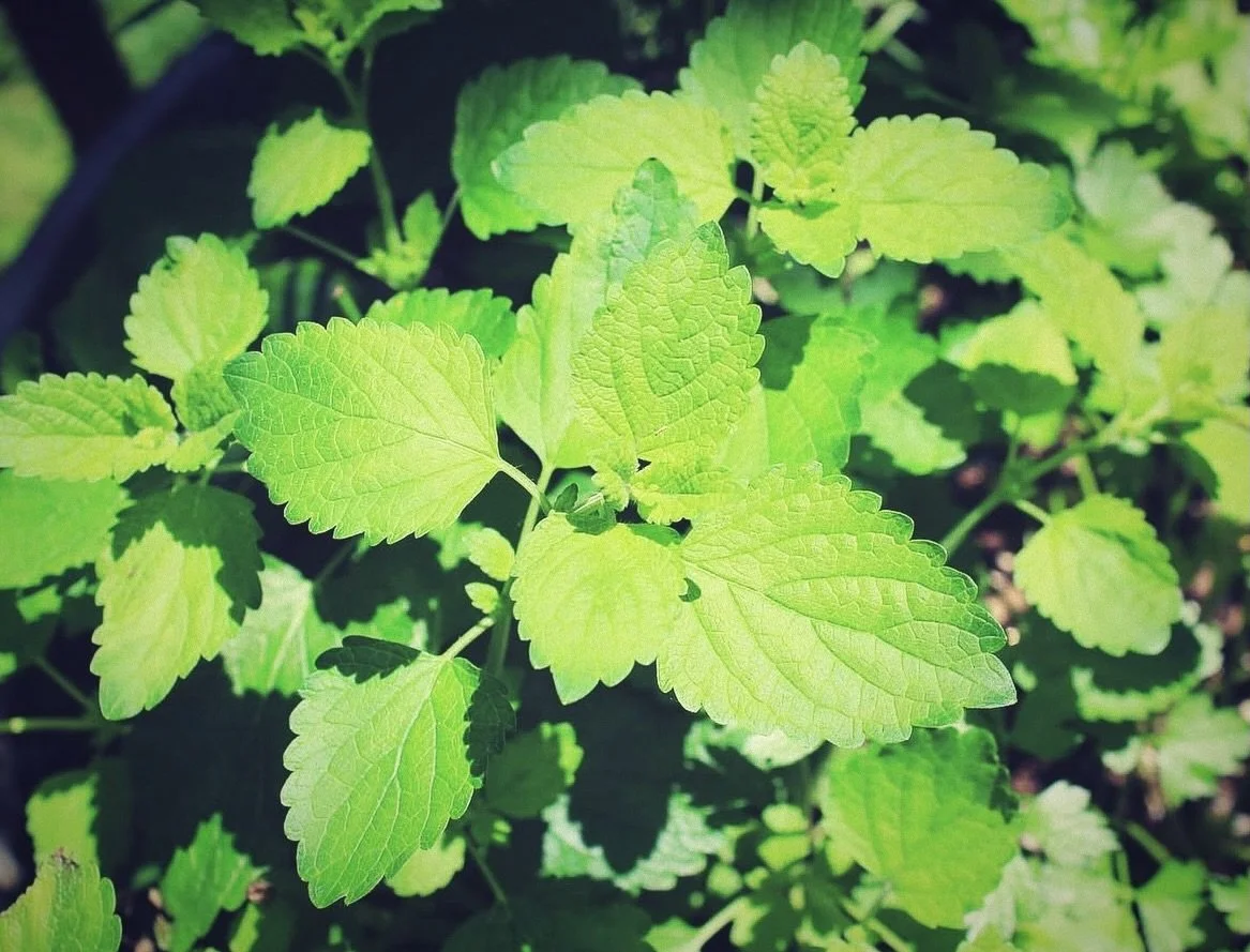 If you&rsquo;re struggling with winter blues, lethargy, depression, lack of motivation, excess kapha, seasonal affective disorder and/or other, one easy, lovely tool to apply for support during the winter months is to smell a lemon balm houseplant fi