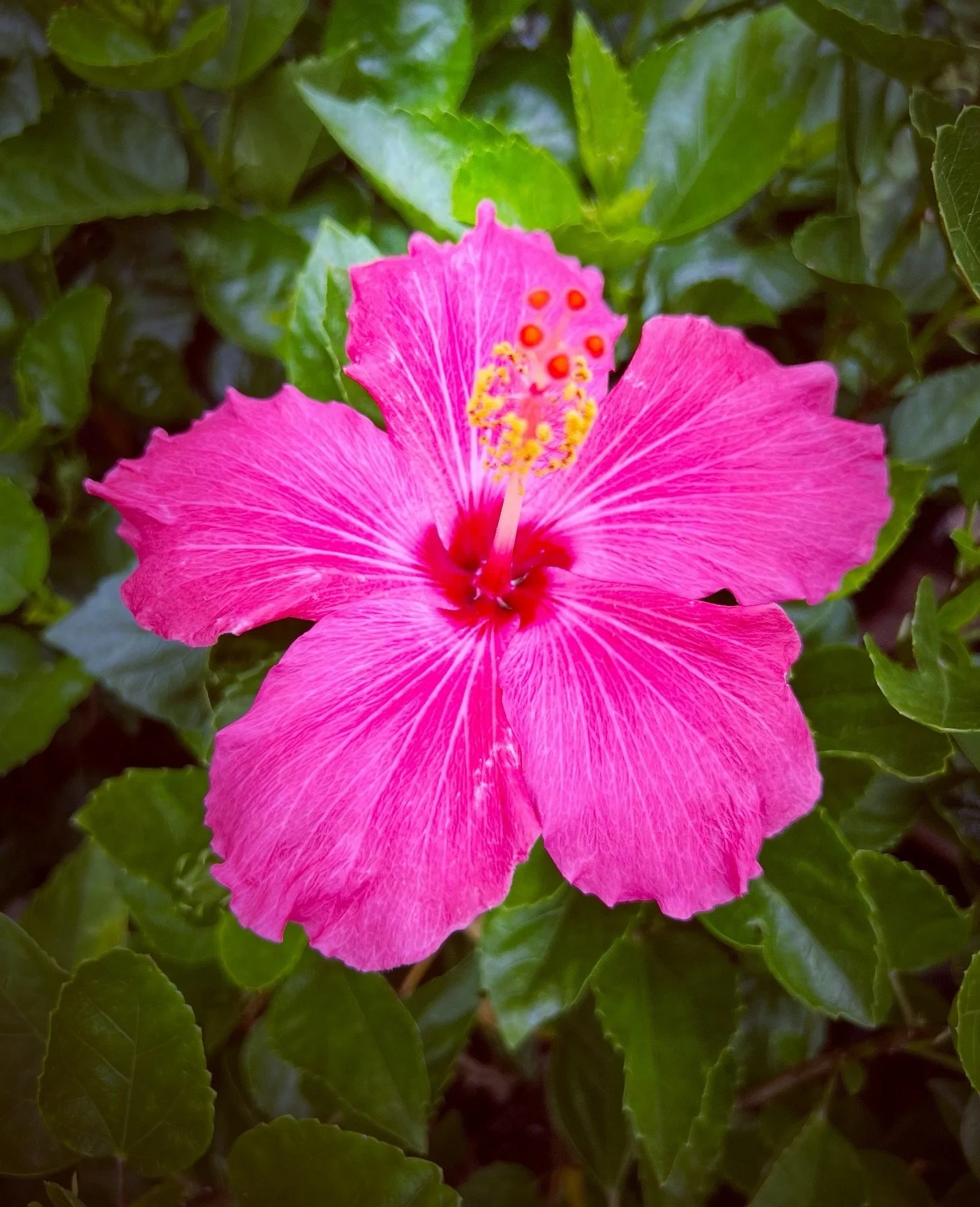 💐🍃🌺 Happy first day of spring! May you thrive throughout this vibrant season of renewal, beauty, and new life~ 🌺🍃💐

#Spring #VernalEquinox #SeasonalHealth #Hibiscus #Flowers