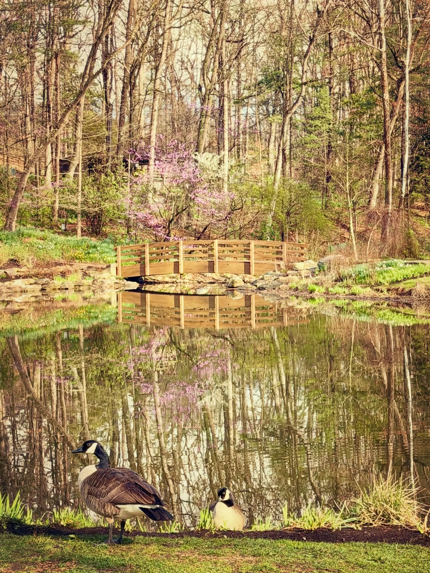 Spring fever~ 🌸💚🐴🪻🌼🦆🌷🦌🌺