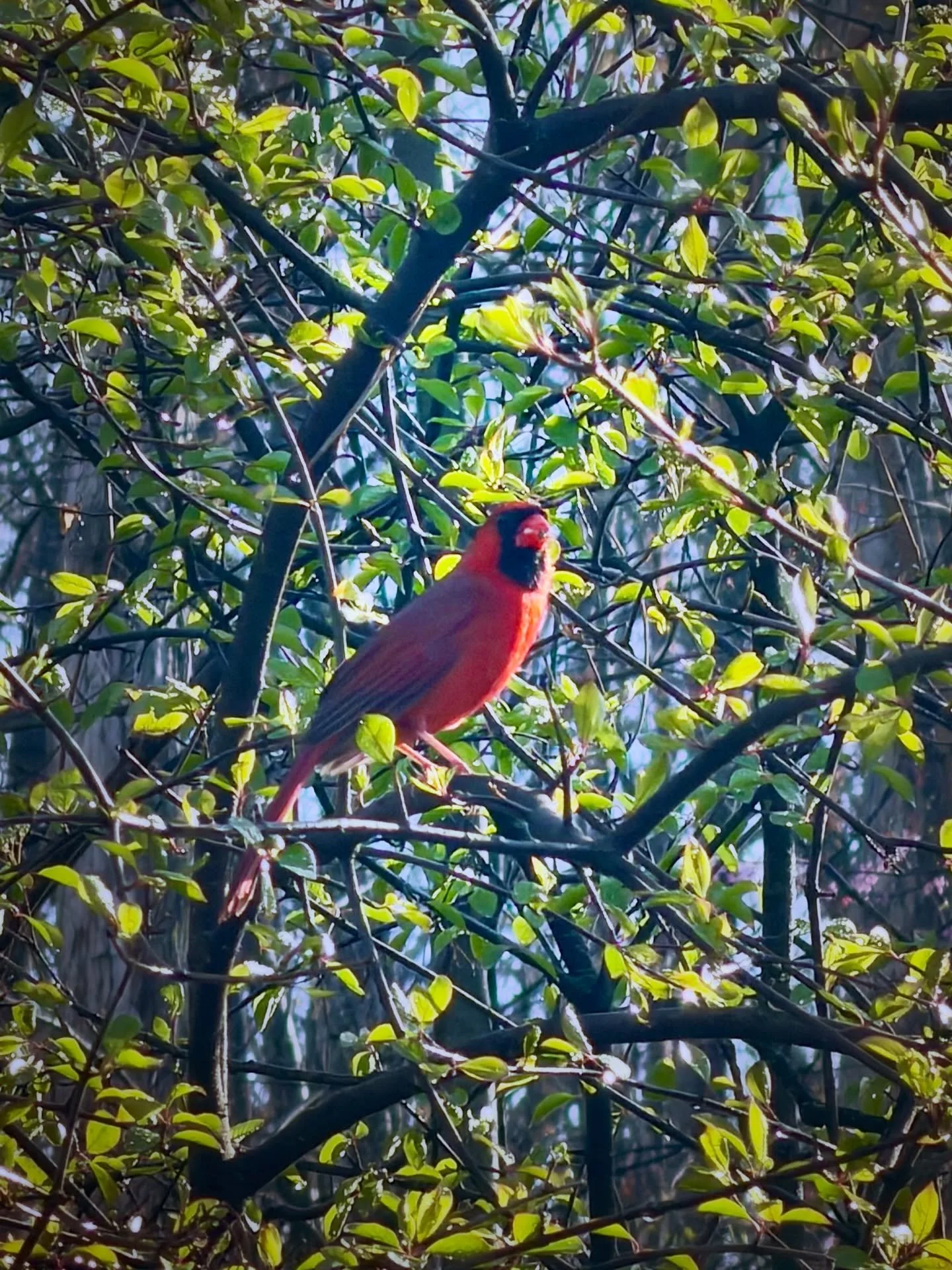 Precious bonding moments with bird kin lately~