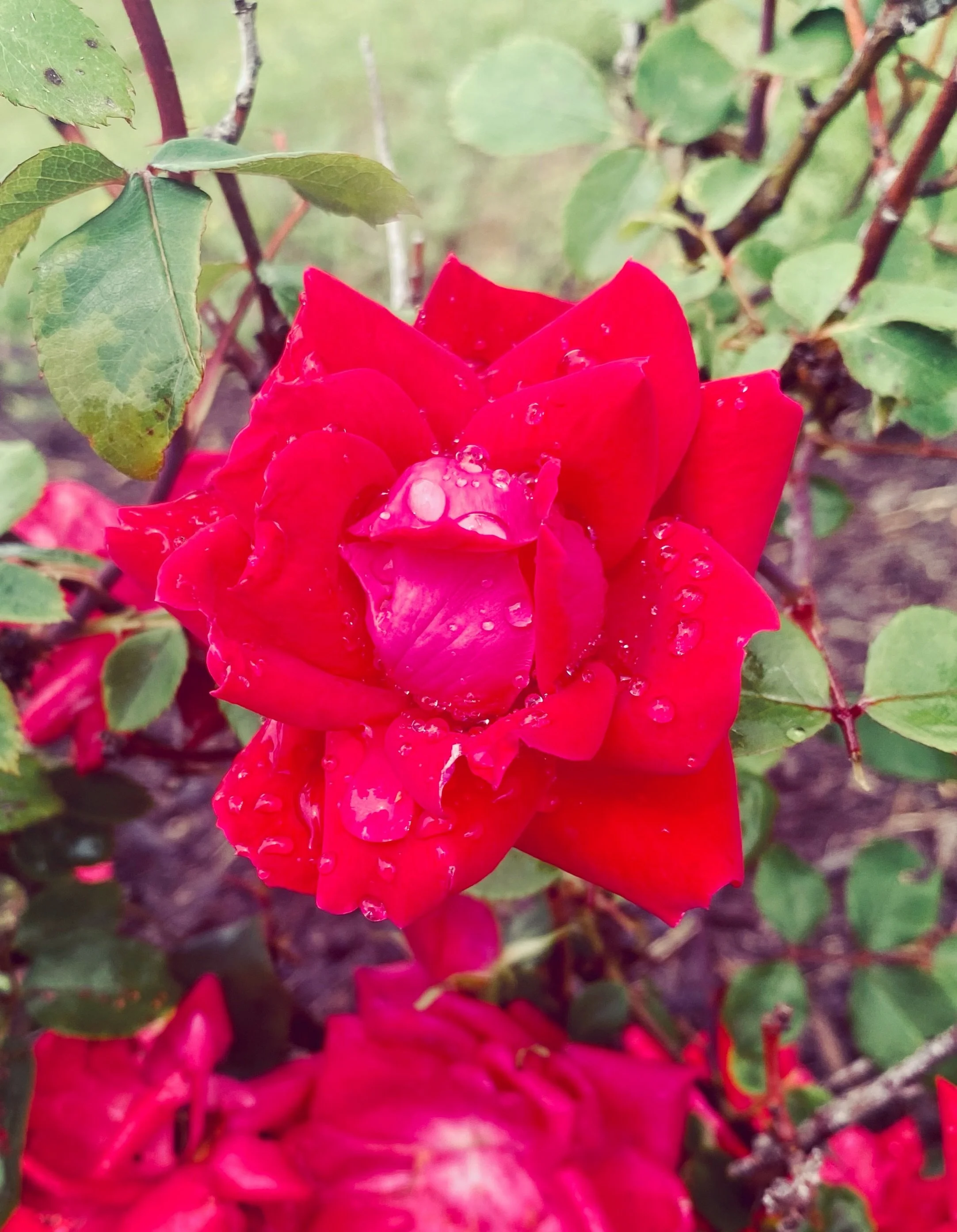 Roses, the &ldquo;hundred-petalled,&rdquo; are beginning to blossom locally in the Shenandoah Valley with such spectacular luminance, always bestowing deep nourishment to my heart and soul. I adore this very ancient, healing, powerful, and multidimen