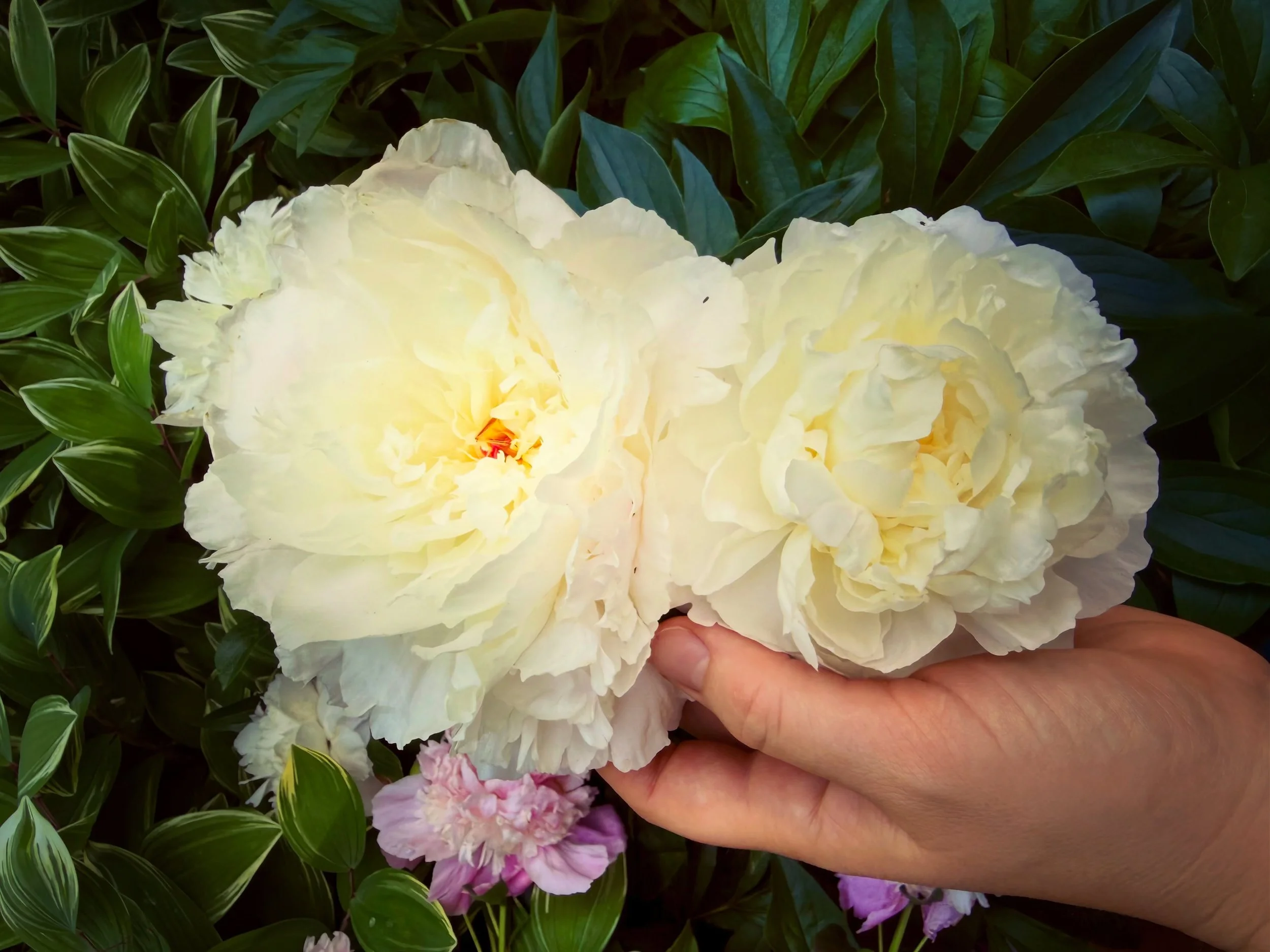 Nurturing the tender needs of my heart in nature&rsquo;s exquisite healing garden~ 🌸🍃🕊️ 

#Oneness #Peony #Gardens #Peace
