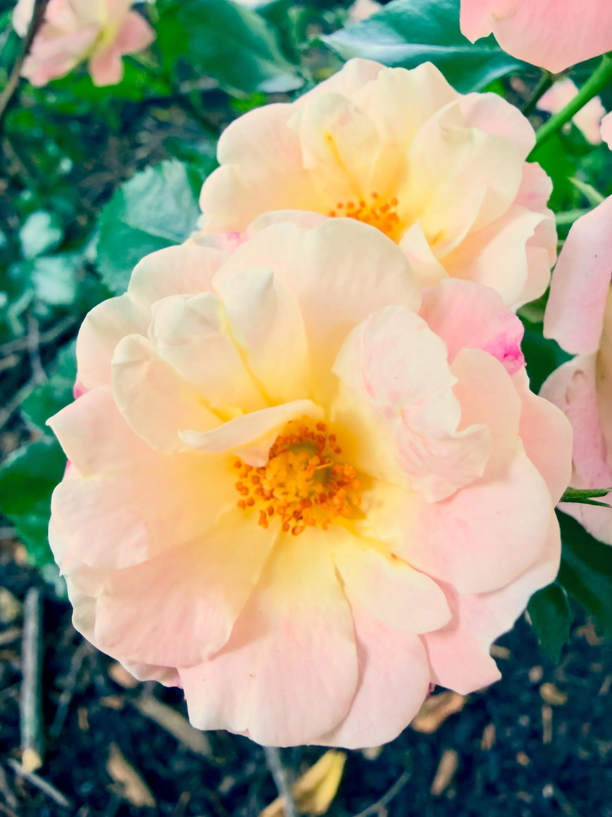 Wishing you a most beautiful weekend~ 🤍🥀