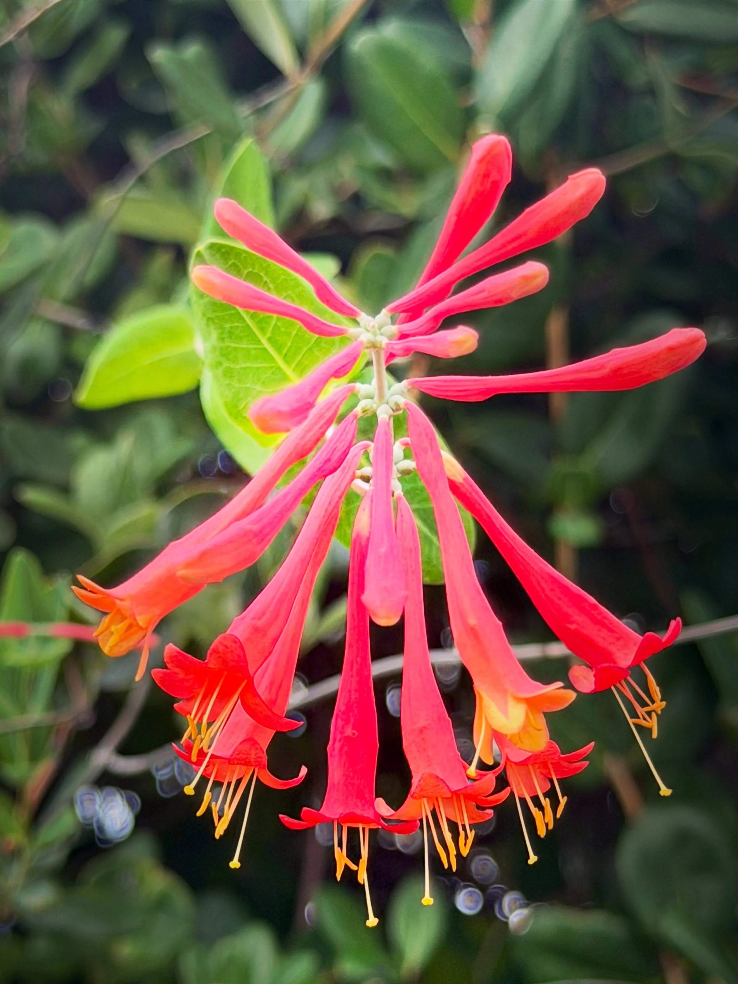 Luscious summer memories~ #flowerpower 

🌺🪻✨🌸🧡🌸✨🪻🌺