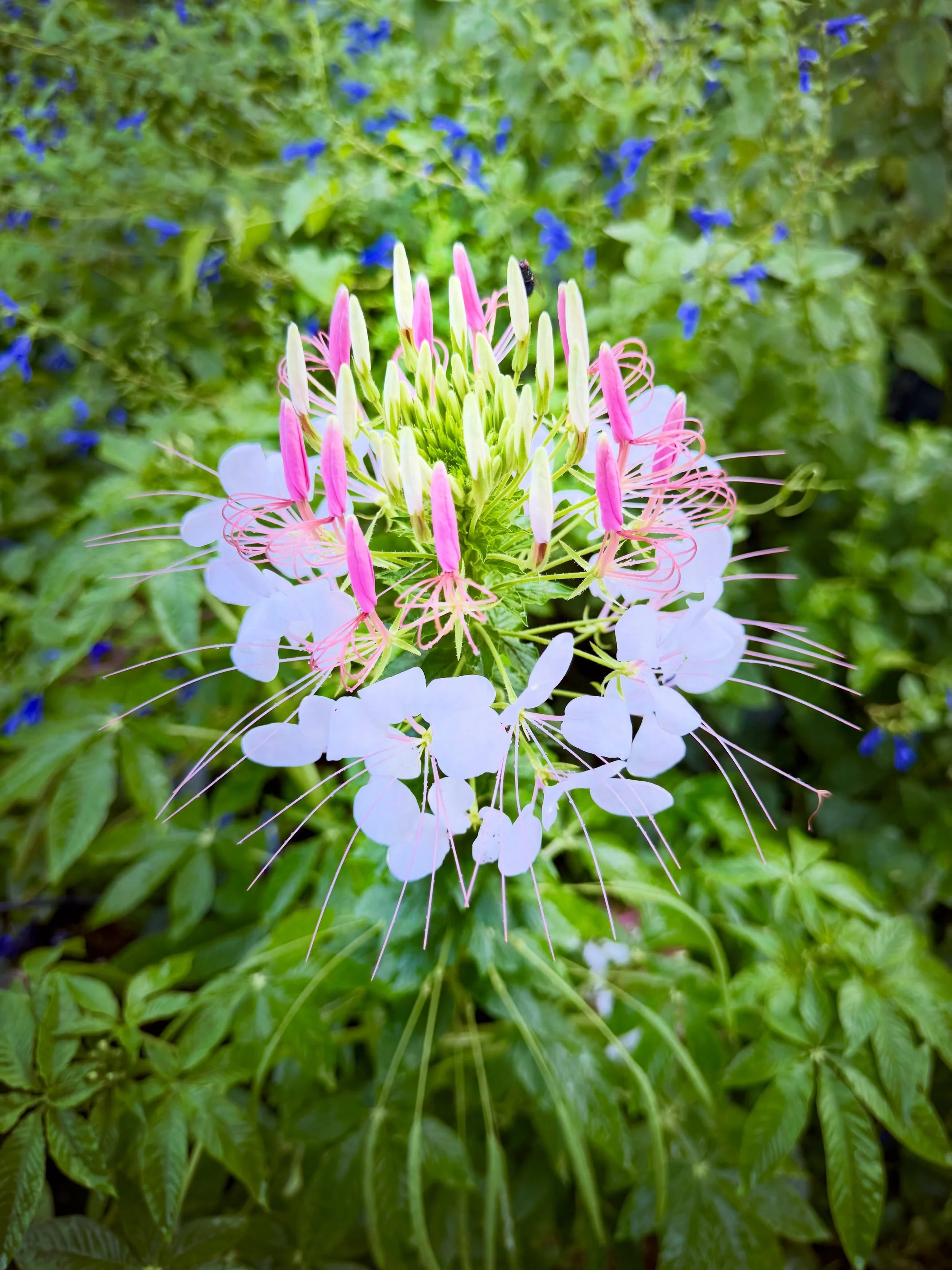 So grateful to receive the abundance of lusciously diverse, wondrously restorative, and deeply healing summer botanicals~ 

🍃💐🌺💛🌺💐🍃

#ThankYou #Nature #Renewal
