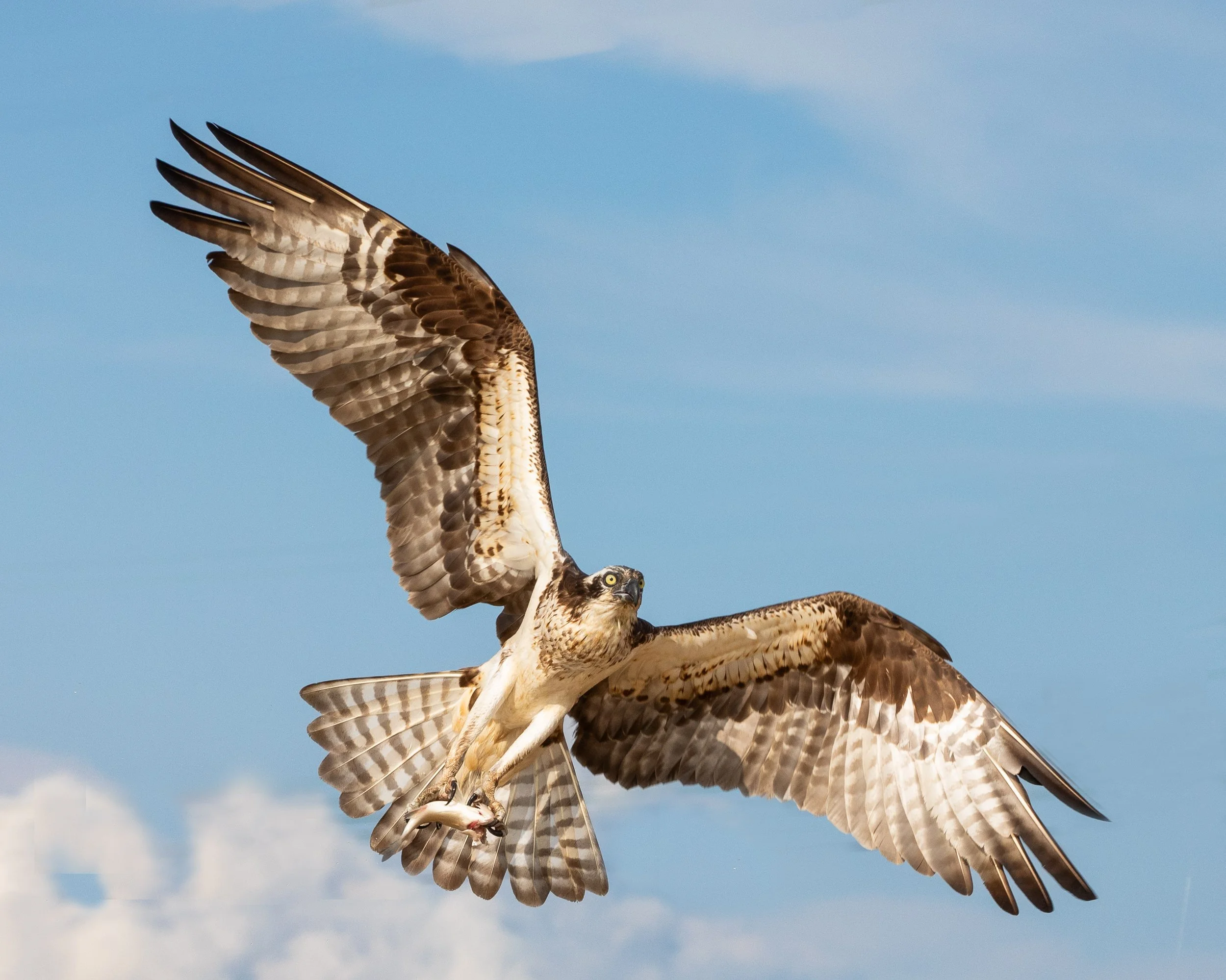 Birds_osprey with fish by Wendy Miller.jpg.jpg