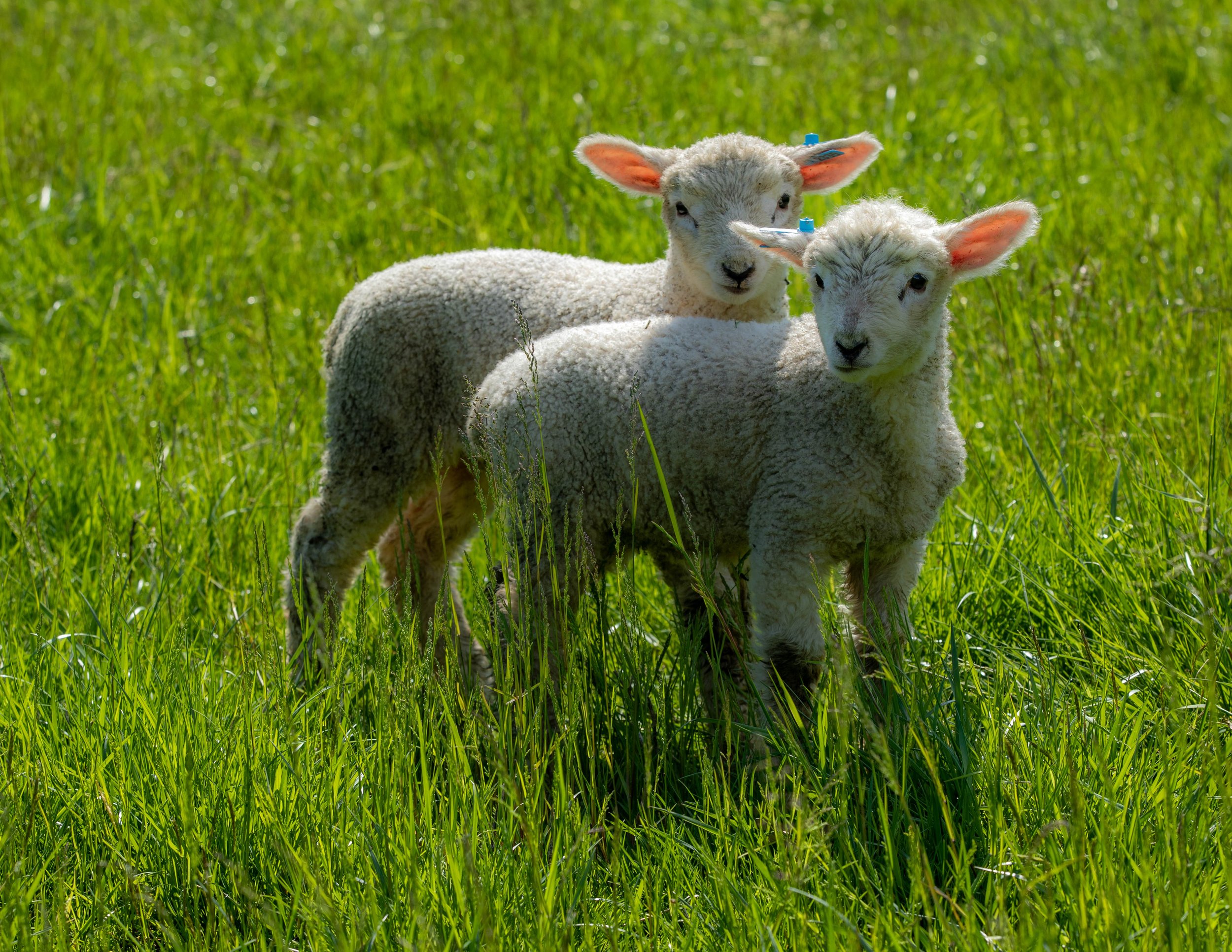 lambs - 4-23-23-5772.jpg