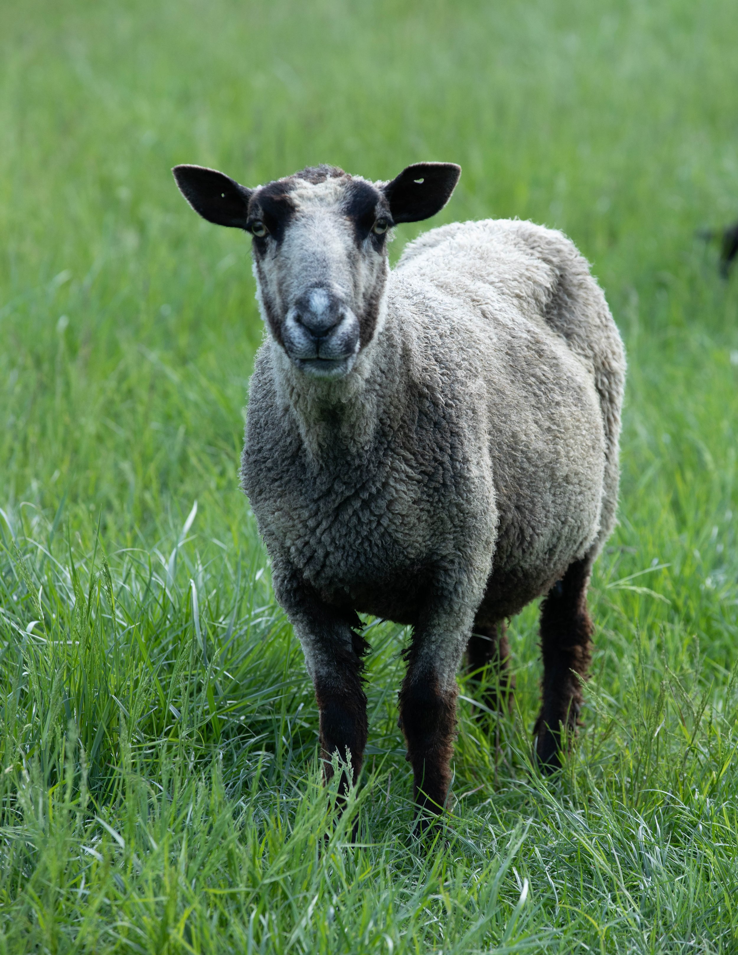 lambs - 4-23-23-5882.jpg