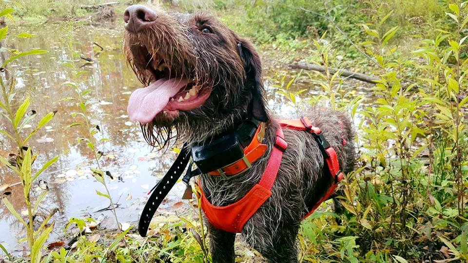 Stonyridge Octavius (Gus) taking a break by a beaver pond in the UP (Copy)