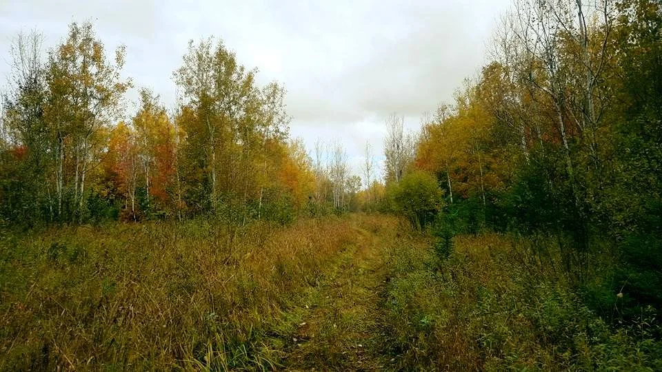 Ruffed Grouse cover in the UP