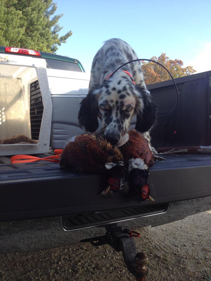 Alex's Otto (English Setter) and his first pheasants (Copy)