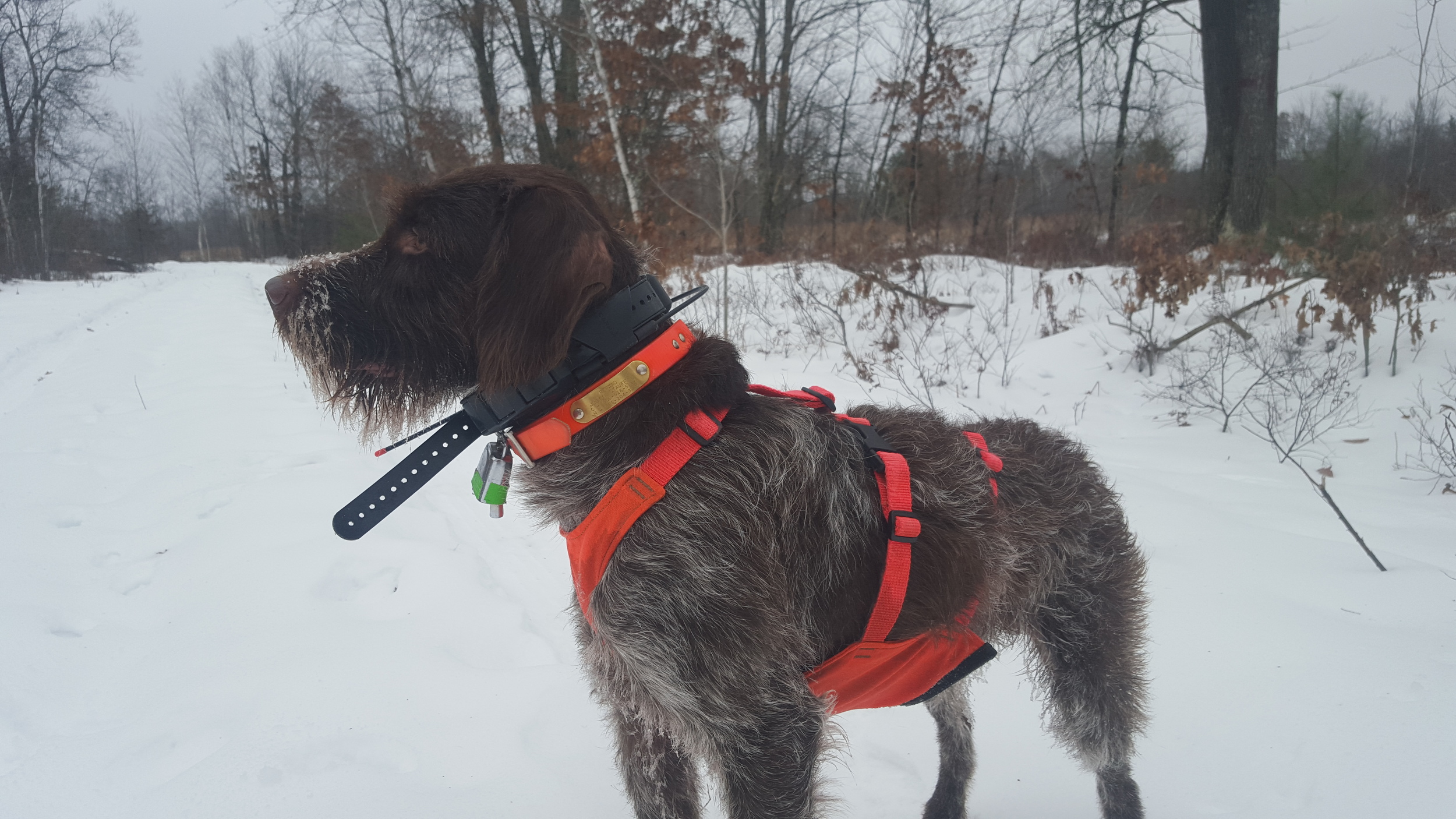 Justin Stauffer's Gus (GR) waiting to go find some grouse (Copy)