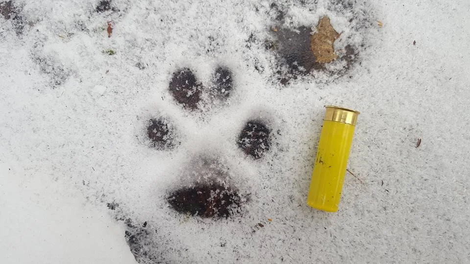 Wolf Track