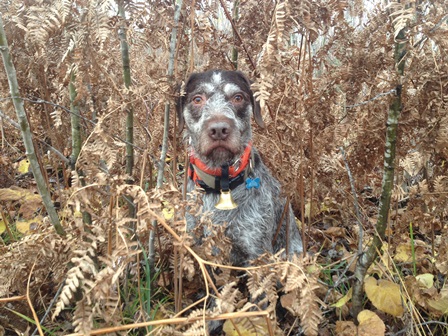 Tim Hauser's Korbel (GWP)