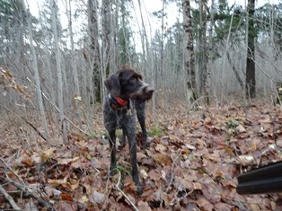 Tim Hauser's Kessler (GWP)