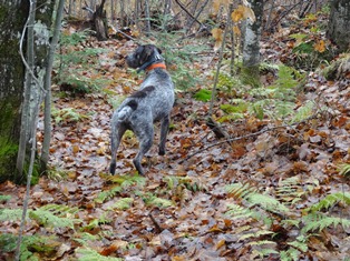 Tim Hauser's Korbel (GWP)