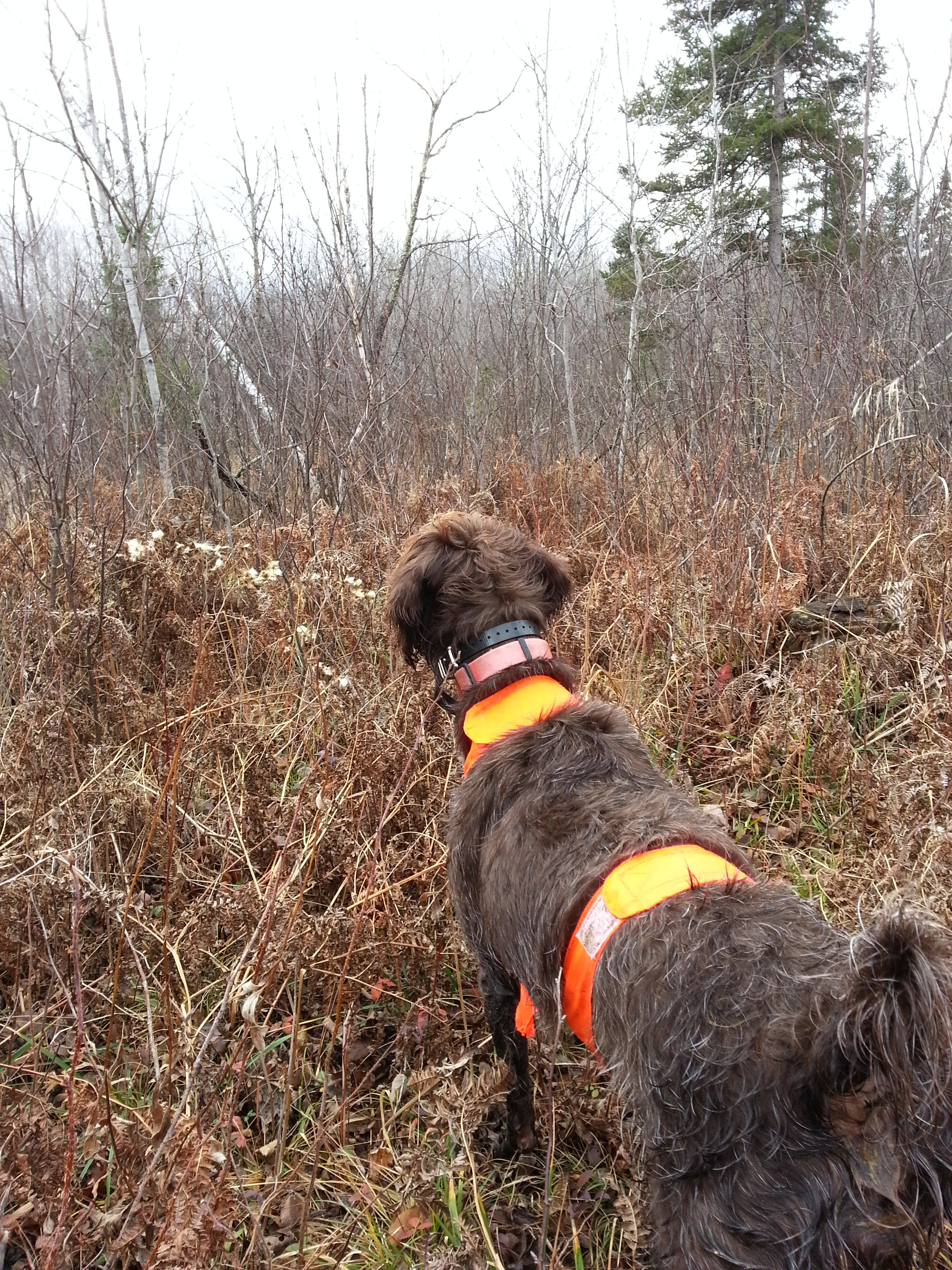 Mike Murray's Pepper (GWP)