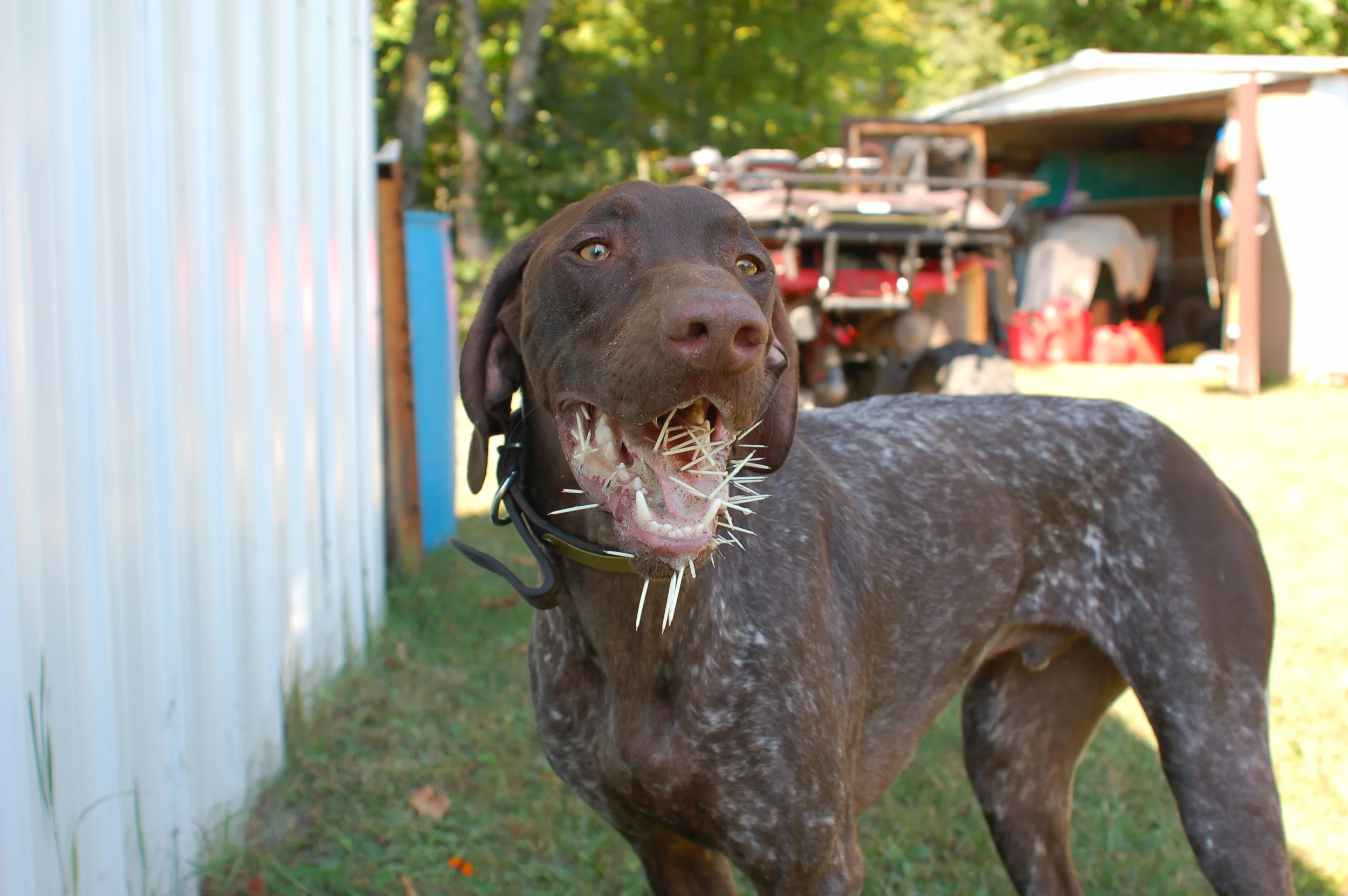 Gus - Porcupine Aficionado