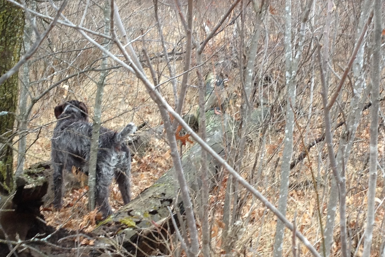 Tim Hauser's Kessler (GWP) pointing a Chukar