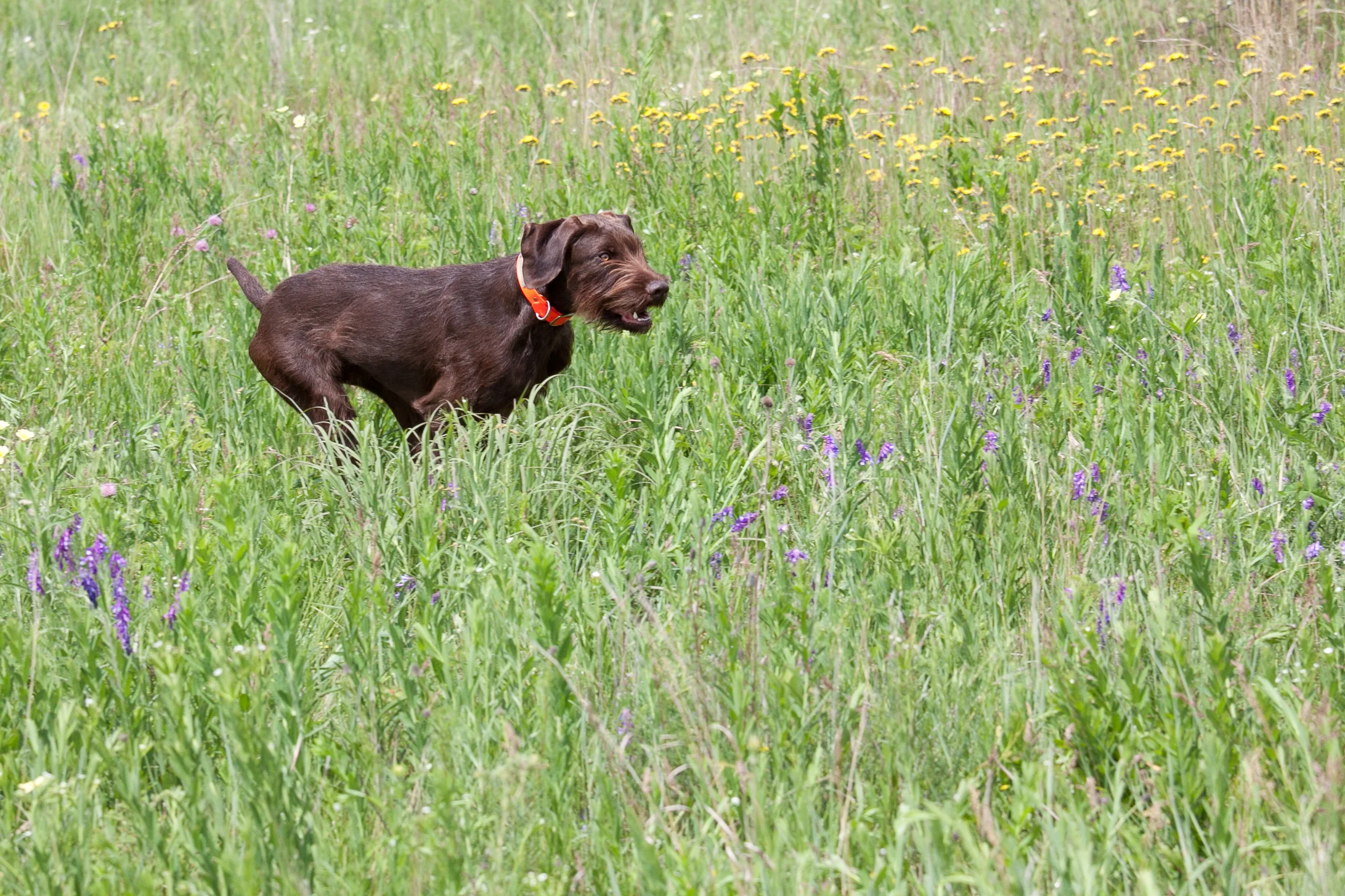 IMG_8245.jpg