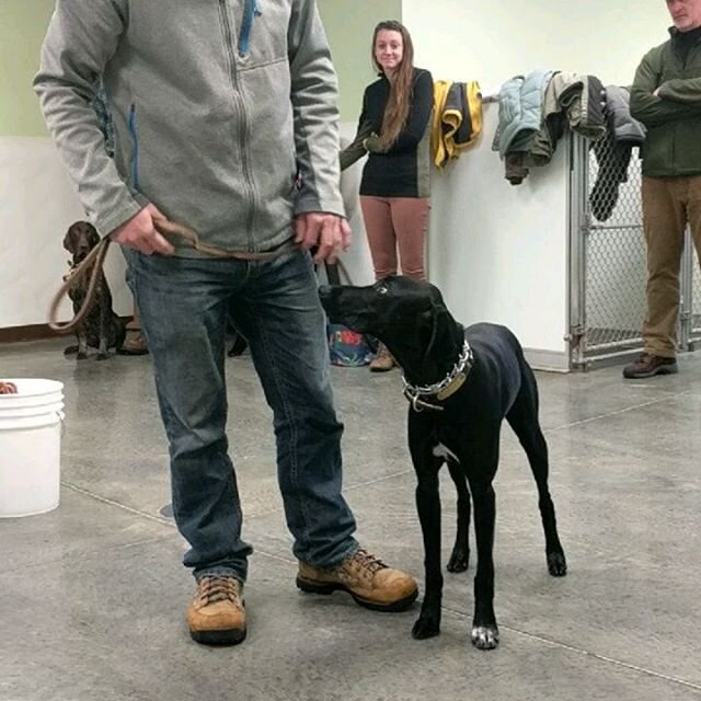 It was great to see everyone at our first training day of 2020 this morning!! We had a good turnout of old and new members who braved the snowy roads to  come get a kickstart on obedience at Spring Valley Kennel ⛄💪💯 Our obedience training days are 