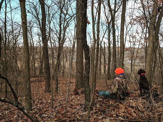 One last quiet day of squirrel hunting.

#wisconsin #squirrels #bushytails #endofyear #endofseason #gooddogs #partners #lifelongfriends #january #newyear #hickories #oaks #oakleaves #peacefulhearts