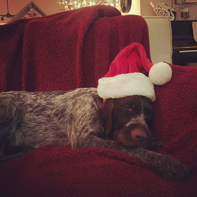 Santa's best friend... Happy Holidays from Wisconsin River NAVHDA! 🎅🐾❤️ #happyholidays #navhda #family #santa #puppy #puppylove #wirehairedpointinggriffon #wpg #dogsofinstagram #dogsarefamily #alltuckeredout