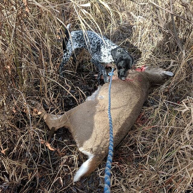 Wisconsin gun deer season opened? #stilldogtraining :) #multitaskers #bloodtracking #practicemakesperfect #hunttoeat