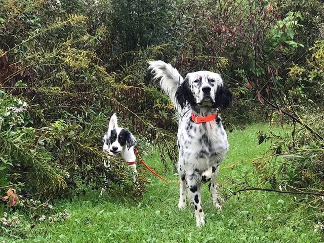 WRC members are starting the fall off right! From making sure summer puppies are getting outside, to #HZP testing, to apprentice judging @northernillinoisnavhda, our members were out and about during the first weekend of autumn. 
#weekendwarriors #bu