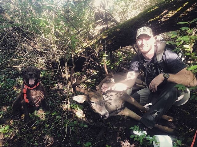 This morning WRC President @killtim and his Pudelpointer Choco took their first track of the season. After arrowing the deer yesterday evening, the hunter was concerned about the deer's meat after a night of late summer temperatures. Choco recovered 