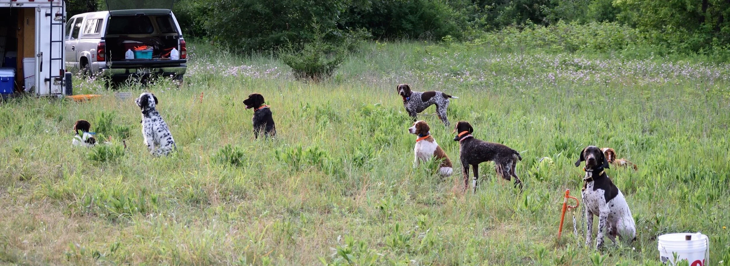 field dog training