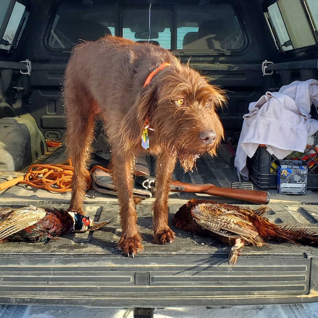 Two birds and one intense pup! Cory Hetzel shared this pic from his final outing last season.